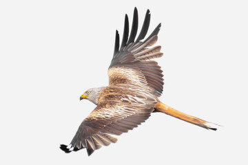 Fliegender Rotmilan