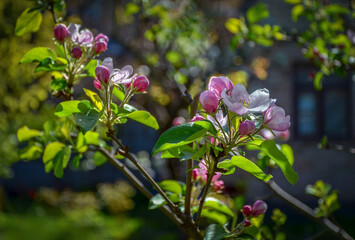 Close-up of a blooming apple tree illuminated by the sun against the background of a house window in the garden.