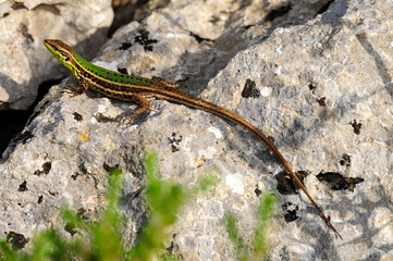 Sizilianische Mauereidechse - Weibchen // Sicilian wall lizard - female (Podarcis waglerianus) - Sizilien, Italien