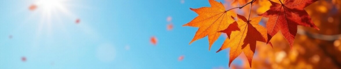 Fototapeta premium Soft focus of orange maple leaves falling from tree against bright blue sky, fall, nature