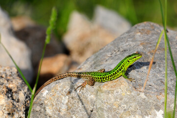 Sizilianische Mauereidechse - Männchen // Sicilian wall lizard - male (Podarcis waglerianus) - Sizilien, Italien