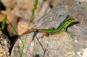 Sizilianische Mauereidechse - Männchen // Sicilian wall lizard - male (Podarcis waglerianus) - Sizilien, Italien