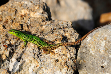 Sizilianische Mauereidechse - Männchen // Sicilian wall lizard - male (Podarcis waglerianus) - Sizilien, Italien