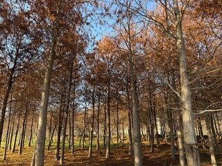 Obraz premium Winter Tranquility: The Beauty of Red Mangroves in the Cold Season