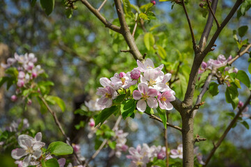Blooming apple tree illuminated by the sun against the sky in the garden.