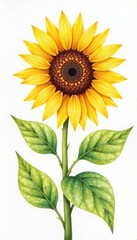 Naklejka premium Minimalist watercolor sunflower bouquet , simple, vector