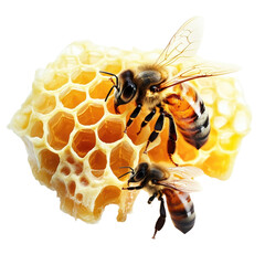 Honeycomb with bees and honey flowing out of it on a white or transparent background