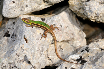 Sizilianische Mauereidechse - Weibchen // Sicilian wall lizard - female (Podarcis waglerianus) - Sizilien, Italien