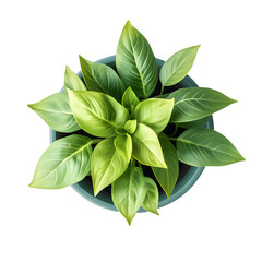 Potted plant green leaves indoor top view isolated on transparent background