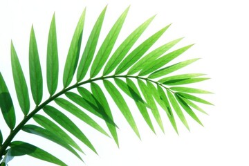 Obraz premium Leafy palm branch profile on white background, illustration, beauty