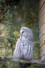 A great grey owl peering out at visitors to a wildlife sanctuary.