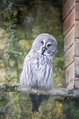 A great grey owl peering out at visitors to a wildlife sanctuary.