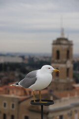 seagull on the pier