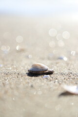 shell on the beach