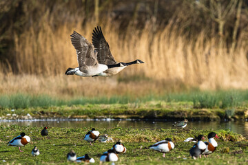 Canada Goose, Branta canadensis, bird in flight over winter marshes
