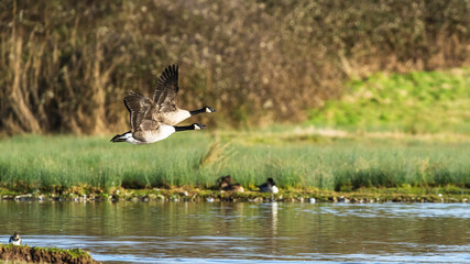 Canada Goose, Branta canadensis, bird in flight over winter marshes