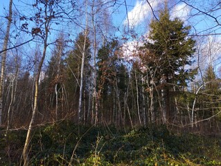 Dense young mixed birch and coniferous forest with thin birches and green fir trees on a blue sky background. Spring young forest.