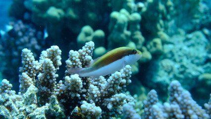 Blackside hawkfish (Paracirrhites forsteri) undersea, Red Sea, Egypt, Sharm El Sheikh, Montazah Bay