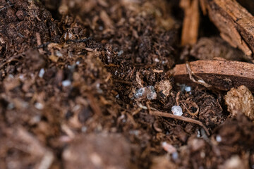 Details of earth under a bush.