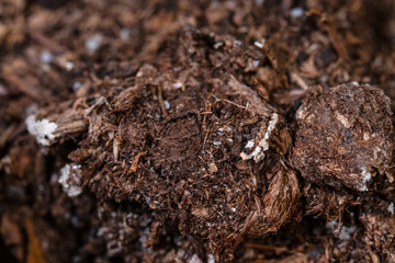Details of earth under a bush.