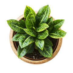 Potted plant green leaves top view isolated on transparent background