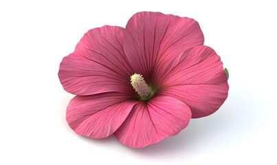 Pink flower, studio shot, white background, botanical illustration, design element