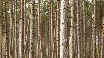 Tall Pine Tree Forest 