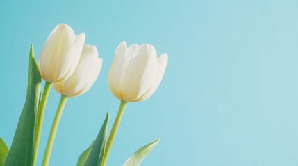 Fresh White Tulip Blooms in Full View Against Soft Blue Background