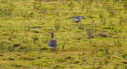 geese grazing in a grassy field.