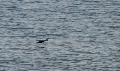 Black bird in tlight at sea.