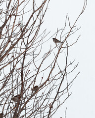 branches of a tree with snow