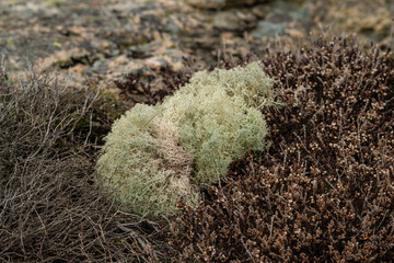 close-up of resilient vegetation on rocky terrain.