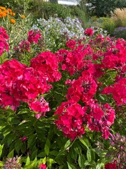 Blooming Phlox Margarita with bright crimson inflorescences and a dark eye on a flower bed in a summer garden. Flower background