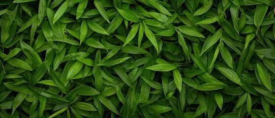 Harvesting vibrant rice plants in sustainable fields farm closeup lush environment