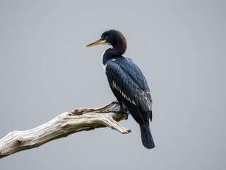 Fototapeta premium Pied cormorant on a weathered wood branch, wooden branch, rustic, outdoors