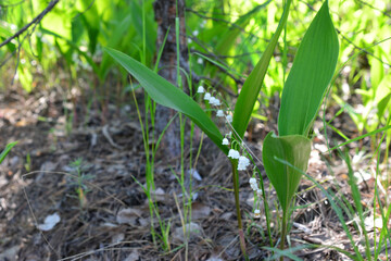 Lily of the valley on the lawn in the forest and back lit
