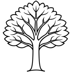 European beech tree line art vector illustration 