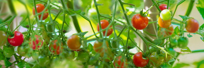 closeup on red cherry tomatoes   ripening in a vegetable garden in summer light