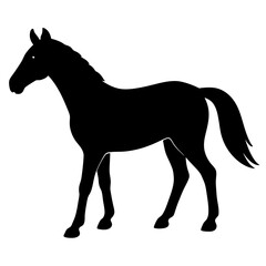 horse silhouette isolated on white