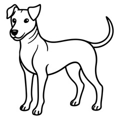 dog on white