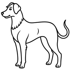 dog on white background