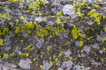 vibrant lichen on weathered rock surface.