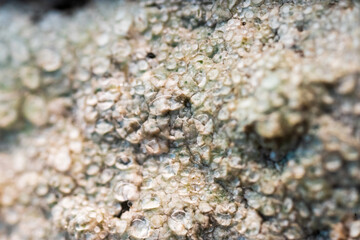 vibrant lichen on weathered rock surface.