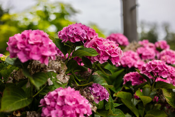 Vibrant pink hydrangea flowers in full bloom with lush green leaves. The soft-focus background features blurred greenery, creating a natural and serene garden atmosphere.