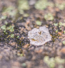 close-up of lichen growing on rock surface.