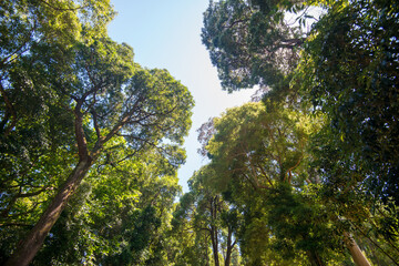 Obraz premium Looking up at tall trees in a forest.