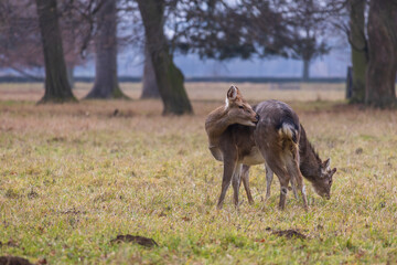 Sika deer - Cervus nippon, doe and mouflon in meadow and forest. Photo from wild nature