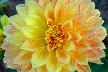 鮮やかな黄色とオレンジのダリア