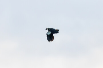 Northern Lapwing (Vanellus vanellus) in Bull Island, Dublin - Common in Europe