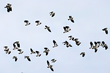 Fototapeta premium Northern Lapwing (Vanellus vanellus) in Bull Island, Dublin - Common in Europe